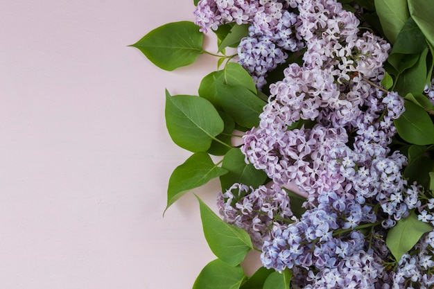 Sobre un fondo rosa un ramo de lilas lilas.