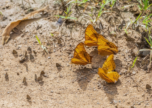 Foto sobre la mariposa de colores en el día soleado