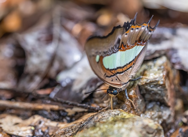 Foto sobre la mariposa de colores en el día soleado