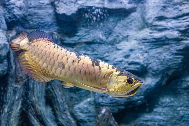 Sobre peces de mar y peces de agua dulce en acuario