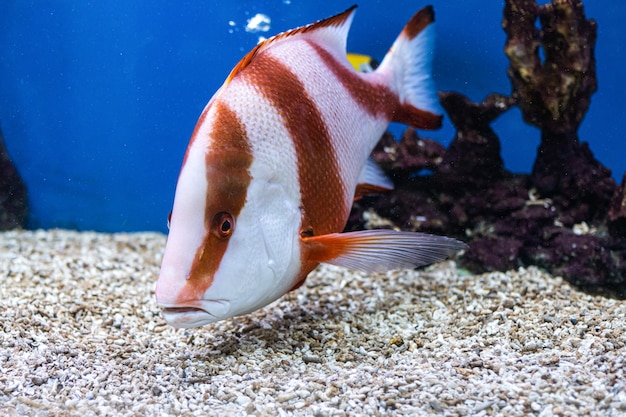 Sobre peixes do mar e peixes de água doce no aquário