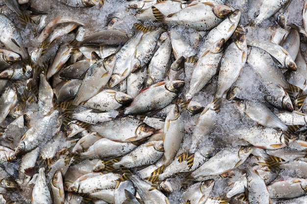 Sobrepesca de pescado en hielos Brasil