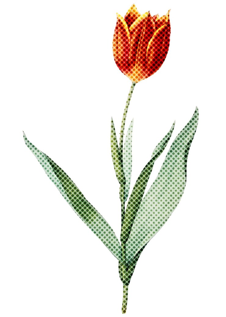Foto sobreposição de adesivos desenhados à mão em estilo de flor de tulipa