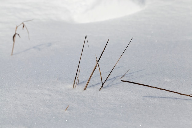 Sobresaliendo de debajo de la nieve algunos tallos de pasto seco, temporada de invierno