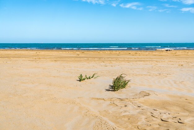 Foto sobrevivência de plantas na areia de uma praia quente