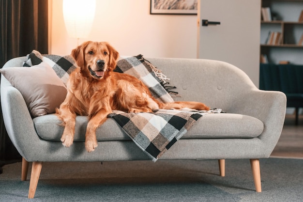 Foto en el sofá cute golden retriever perro está en el interior en la habitación doméstica