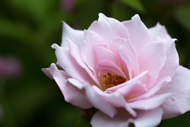 Soft focus of Pink rose