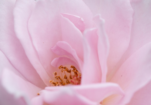 Soft focus of Pink rose