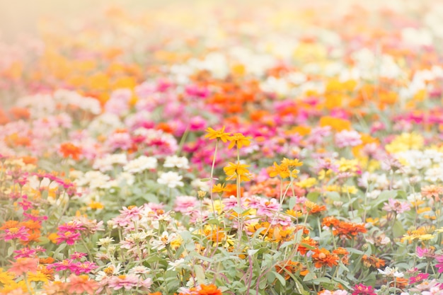 Soft-Fokus Blumen Hintergrund.