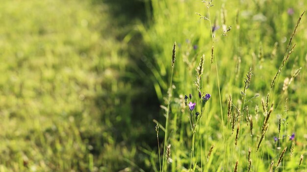 Soft-Fokus-Grenze von gemähten Grasfeldpflanzen