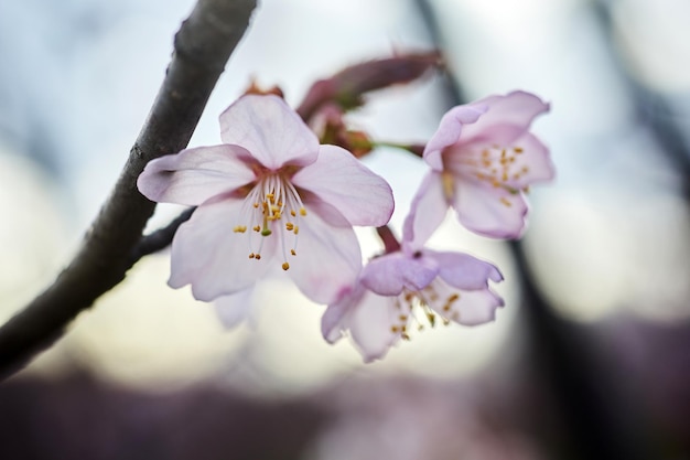 Soft-Fokus-Kirschblüte oder Sakura-Blume Nahaufnahme Makro