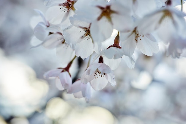 Soft-Fokus-Kirschblüte oder Sakura-Blume Nahaufnahme Makro