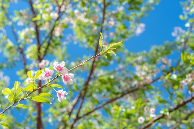 Soft-Fokus Kirschblüten Rosa Blumen Hintergrund