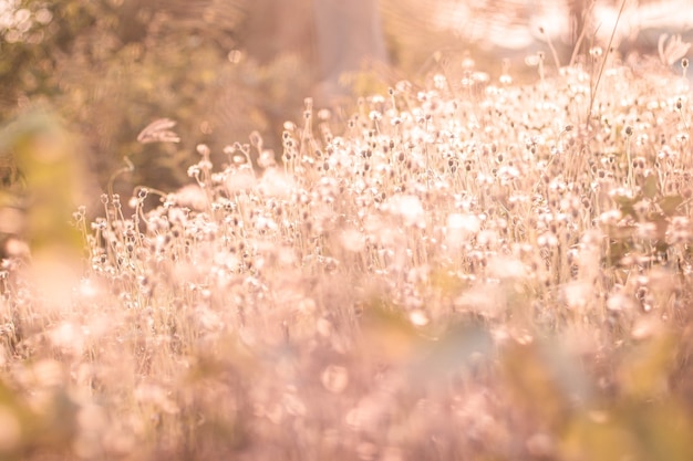 Soft-Fokus-Märchen Wilde Graslandschaft mit Spikes. Ländliche Szene. Natur-Konzept. Verschwommener Weichzeichner. Grasblume, Nahaufnahme weicher Fokus ein wenig Wildblumengras im Sonnenaufgang