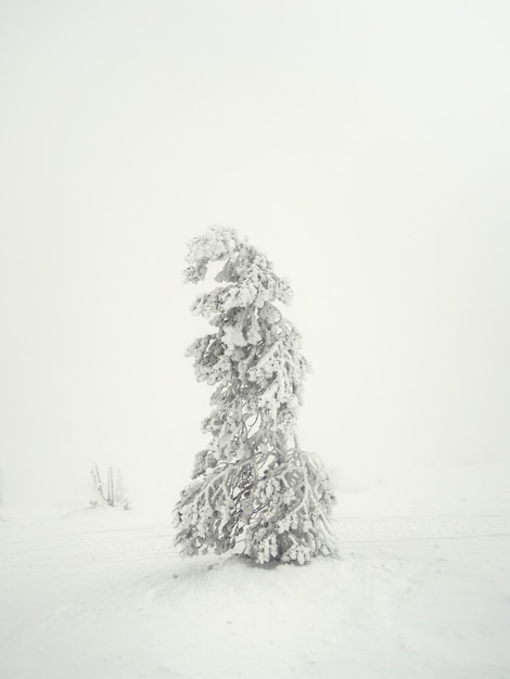 Soft-Fokus Magische bizarre Silhouetten von Bäumen sind mit Schnee verputzt Arktische raue Natur Ein mystisches Märchen aus dem nebligen Winterwald Schneebedeckte Weihnachtstanne am Berghang