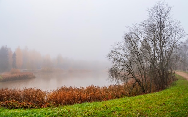 Soft-Fokus Misty Herbstlandschaft mit kahlen Baum am Ufer eines alten Teiches Dichter Nebel über dem See Herbstmorgen Panoramablick