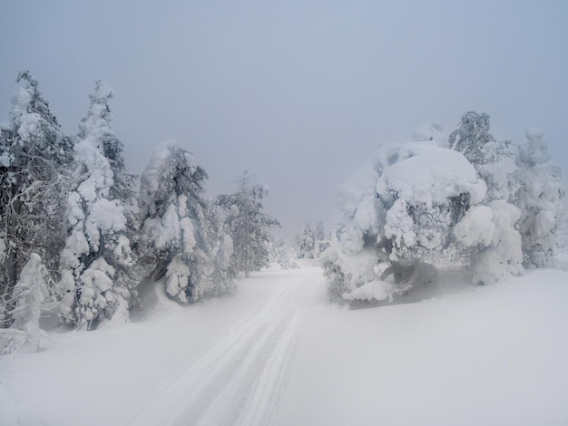 Soft-Fokus Schlechte Sicht Twilight Nebelstraße durch den wilden Wald Winterstraße durch einen verschneiten Wald