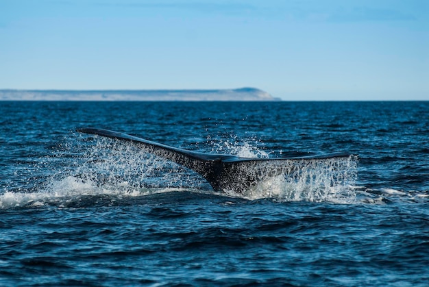 Sohutern-Glattwale lobtailing gefährdete Arten PatagonienArgentinien