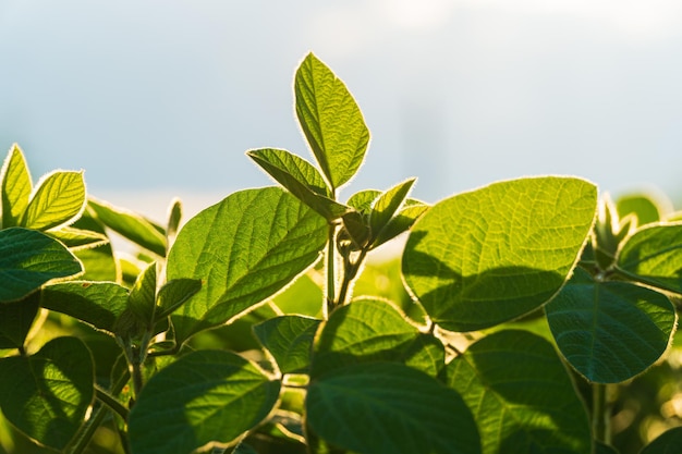 Soja imatura verde de perto Plantas frescas de soja verde no campo no verão Folhas de soja se estendem em direção ao sol