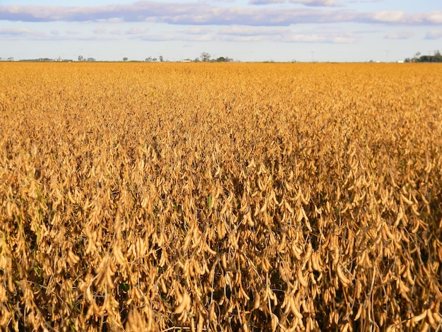 Soja madura lista para cosechar en el campo argentino