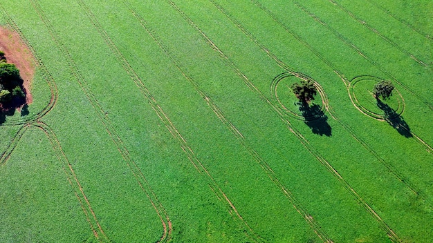 Sojabohnenplantage in Brasilien. Grünes Feld mit angebauten Sojabohnen. Luftaufnahme