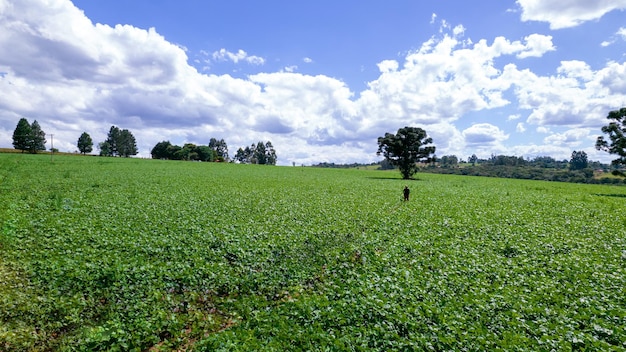 Sojabohnenplantage in Brasilien. Grünes Feld mit angebauten Sojabohnen. Luftaufnahme