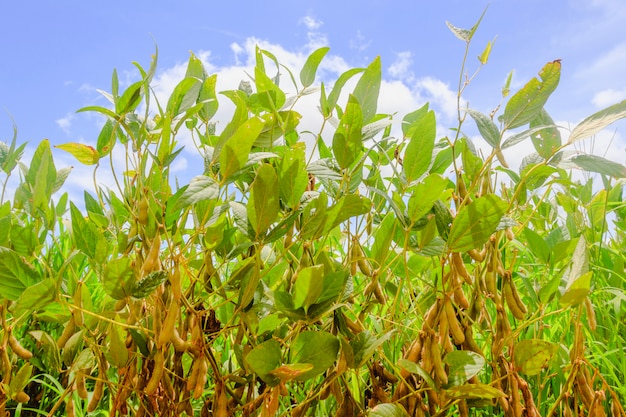 Sojabohnenplantage in Brasilien. Sojabohne mit Hülsen