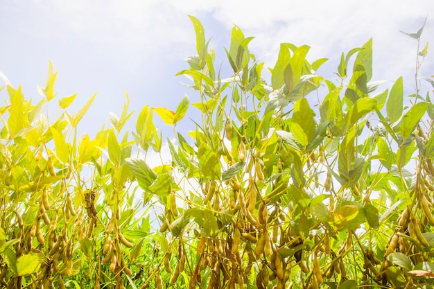 Sojabohnenplantage in Brasilien. Sojabohne mit Hülsen