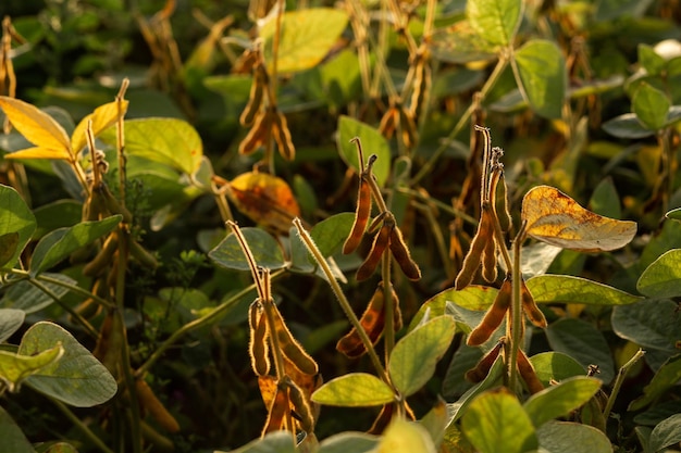 Foto sojapflanze im garten landwirtschaftliche agrarindustrie