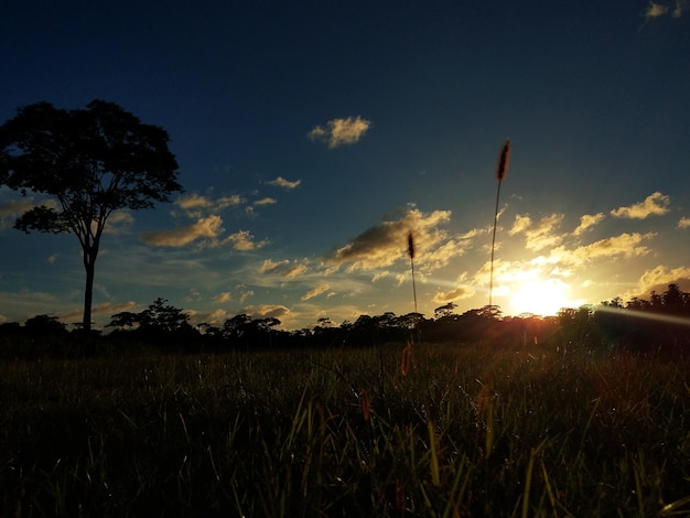 Sol ardiente por la tarde con la naturaleza.