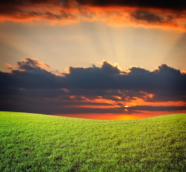 Sol del atardecer y campo de hierba verde fresca bajo un cielo azul