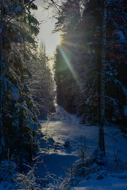 Foto sol en el bosque de invierno