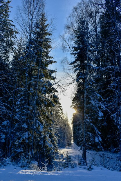 Sol en el bosque de invierno