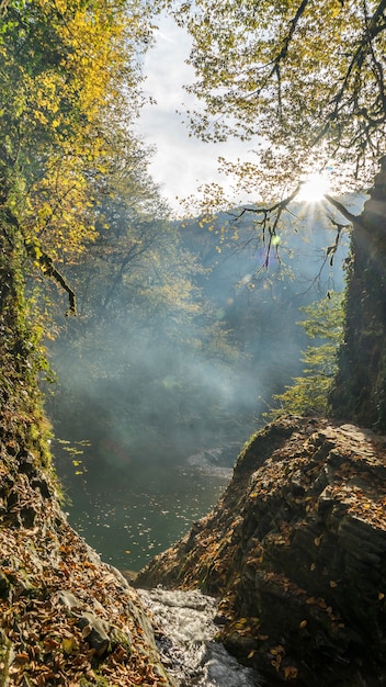 Sol en el bosque de otoño. Humo en el aire y río en el marco. Sochi, Rusia.