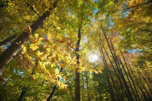 Foto sol en el bosque de otoño