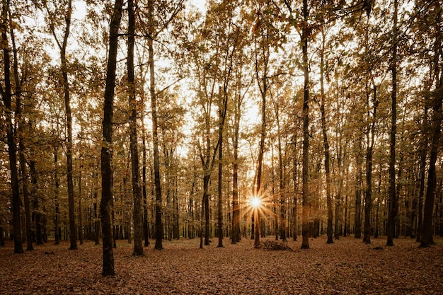 Foto sol en el bosque de otoño