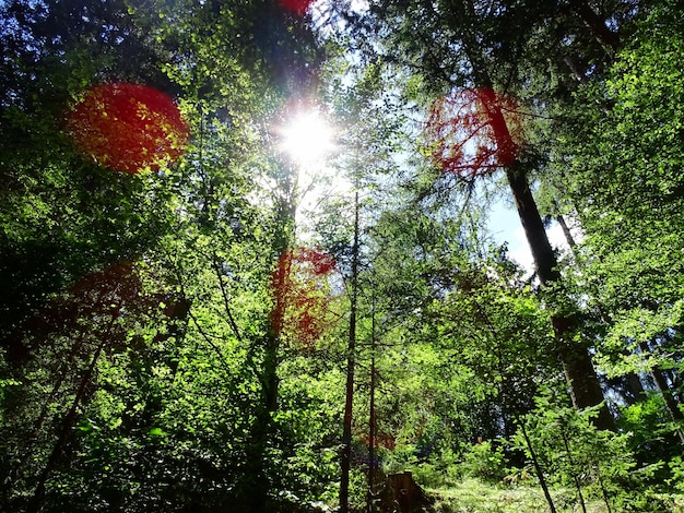 sol en el bosque