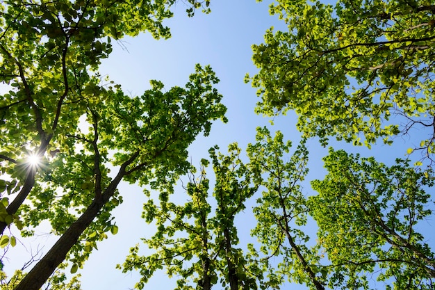 Sol brilhando através das folhas em uma selva levemente densa