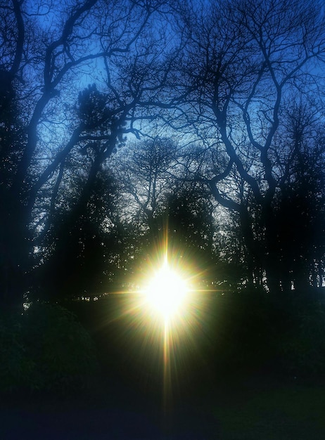 Foto sol brilhando através de árvores nuas