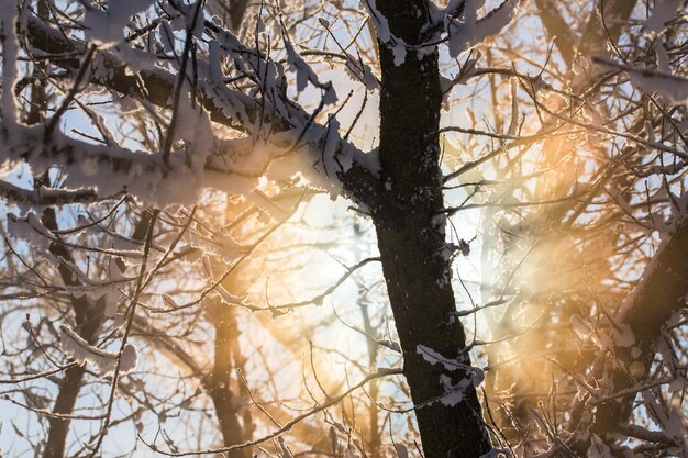 Sol brilhando através de galhos cobertos de neve de fundo