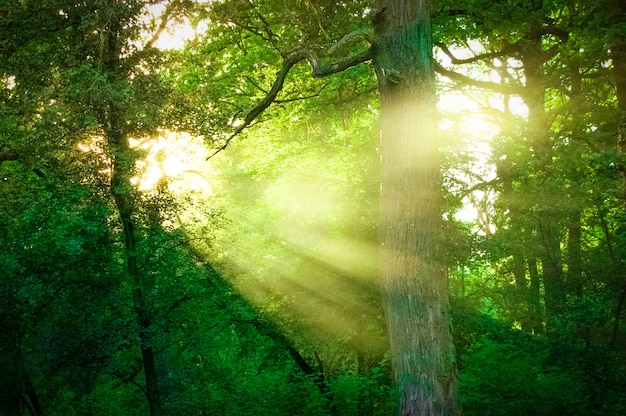 Sol brilhando entre os galhos das árvores na floresta