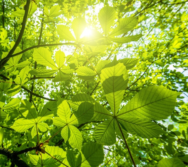 Sol brilhando na floresta