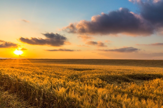 Sol brilhando sobre cevada dourada, campo de trigo ao amanhecer, pôr do sol