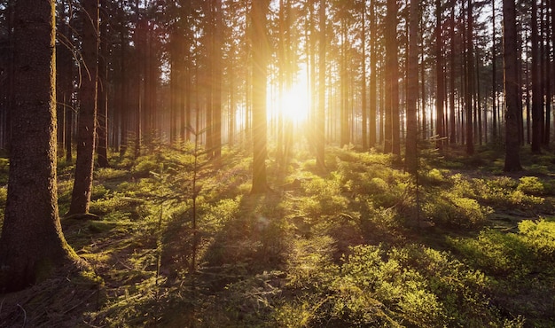 Sol brilhante brilha na floresta depp ao pôr do sol em um dia de verão. ideal para layouts de sites e revistas