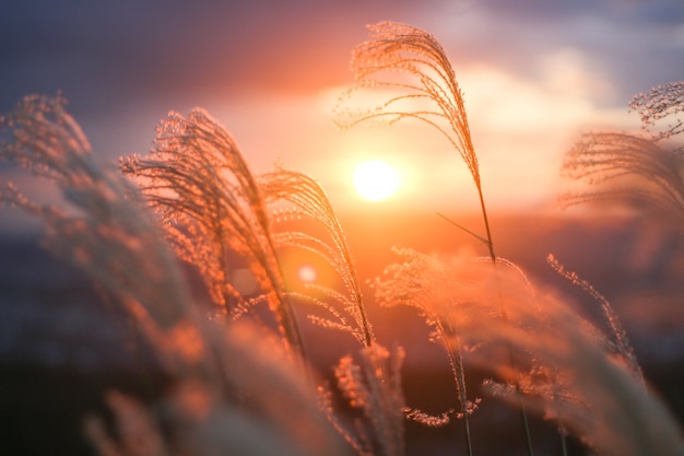 Foto el sol brilla con flores silvestres antes del atardecer