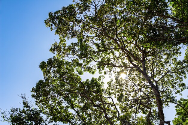 El sol brilla intensamente a través de las ramas de los árboles y el denso follaje verde, contra un cielo azul brillante. Un cálido día de verano en el bosque.