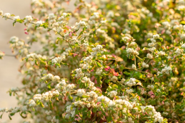 El sol brilla en la mañana flores blancas.