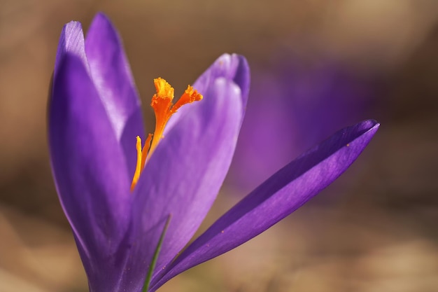 El sol brilla sobre la flor silvestre de iris púrpura y amarillo (Crocus heuffelianus discolor), detalle macro de primer plano