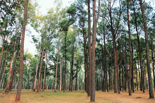 El sol brilla a través de los árboles en el bosque de pinos.