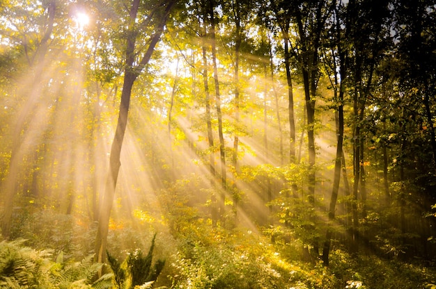 Foto el sol brilla a través de los árboles en el bosque